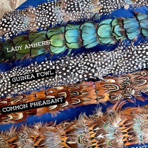 Fascia per cappello con piume, stile western, cowboy, cowgirl, piume autentiche di tacchino, fagiano, faraone, pavone, gallo, nero, bianco, marrone, marrone chiaro, turchese