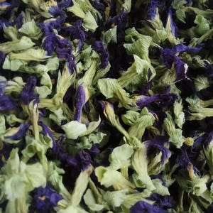 Op de afbeelding: Een verzameling gedroogde kittelbloemen met een mix van diep indigoblauwe bloemblaadjes en bleke, lichtgroene kelkblaadjes. De bloemen zijn verschrompeld en dicht op elkaar gepakt, wat een natuurlijke, organische textuur laat zien.