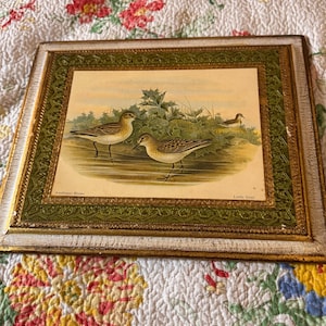 May include: A framed print of two birds, a Sanderling and a Little Saint, perched on a grassy bank. The print is set against a green and gold background with a white frame.