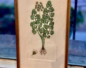 Vintage Signed Numbered Botanical Print Barbie Tidwell Pinch o’ Parsley Limited Edition 186/1200 Professionally Gold Framed Kitchen Decor
