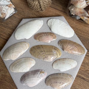 May include: A collection of nine smooth, oval-shaped seashells arranged on a light gray hexagonal felt display board. The shells feature various natural patterns and colors, including shades of white, beige, tan, and brown with fine linear markings.
