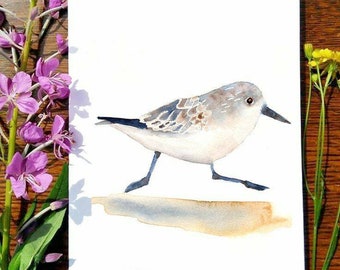 Sand Piper / Tarjeta de felicitación / Tarjeta de 5 x 7 / Cheryl Lacy