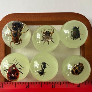 Set of 6 glow in the dark resin spheres with bugs including a bee, ant, and different types of bugs. very unique and one of a kind.