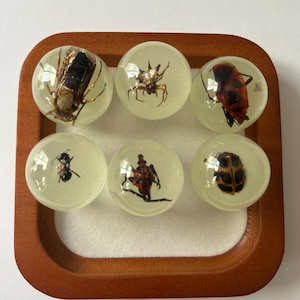 Set of 6 glow in the dark resin spheres with bugs including a bee, ant, and different types of bugs. very unique and one of a kind.