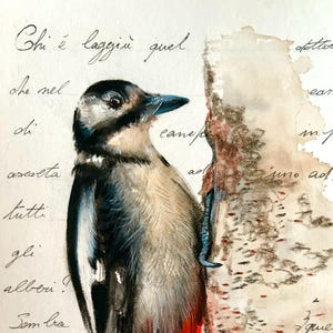 Illustration Art Red Woodpecker hand painted - unique piece (Dendrocopos major) - The Red Rabbit