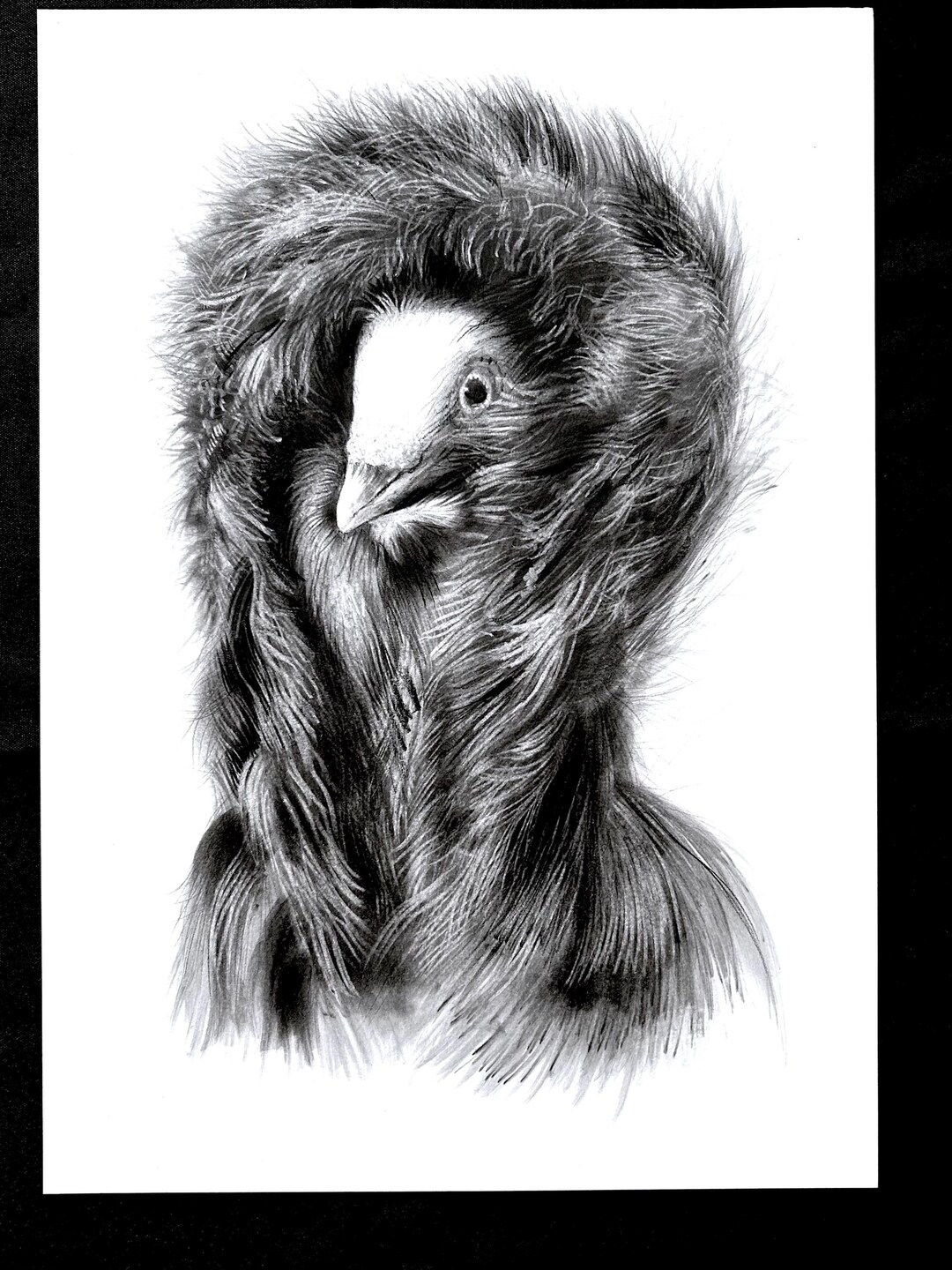 Hand-drawn Black Capuchin Columbus Art Illustration - One of a Kind ...