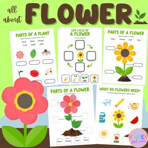 Afdrukbare levenscyclus van bloemen en plantendelen: voorschoolse wetenschap (pdf)