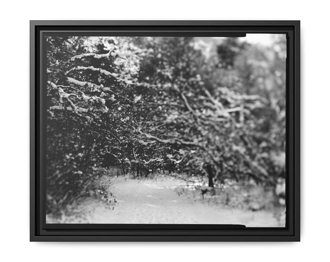 Colorado Winter Hike | Snowy Trail | Winter Path | Large Format Photography | Framed Canvas Print | Ready to Ship