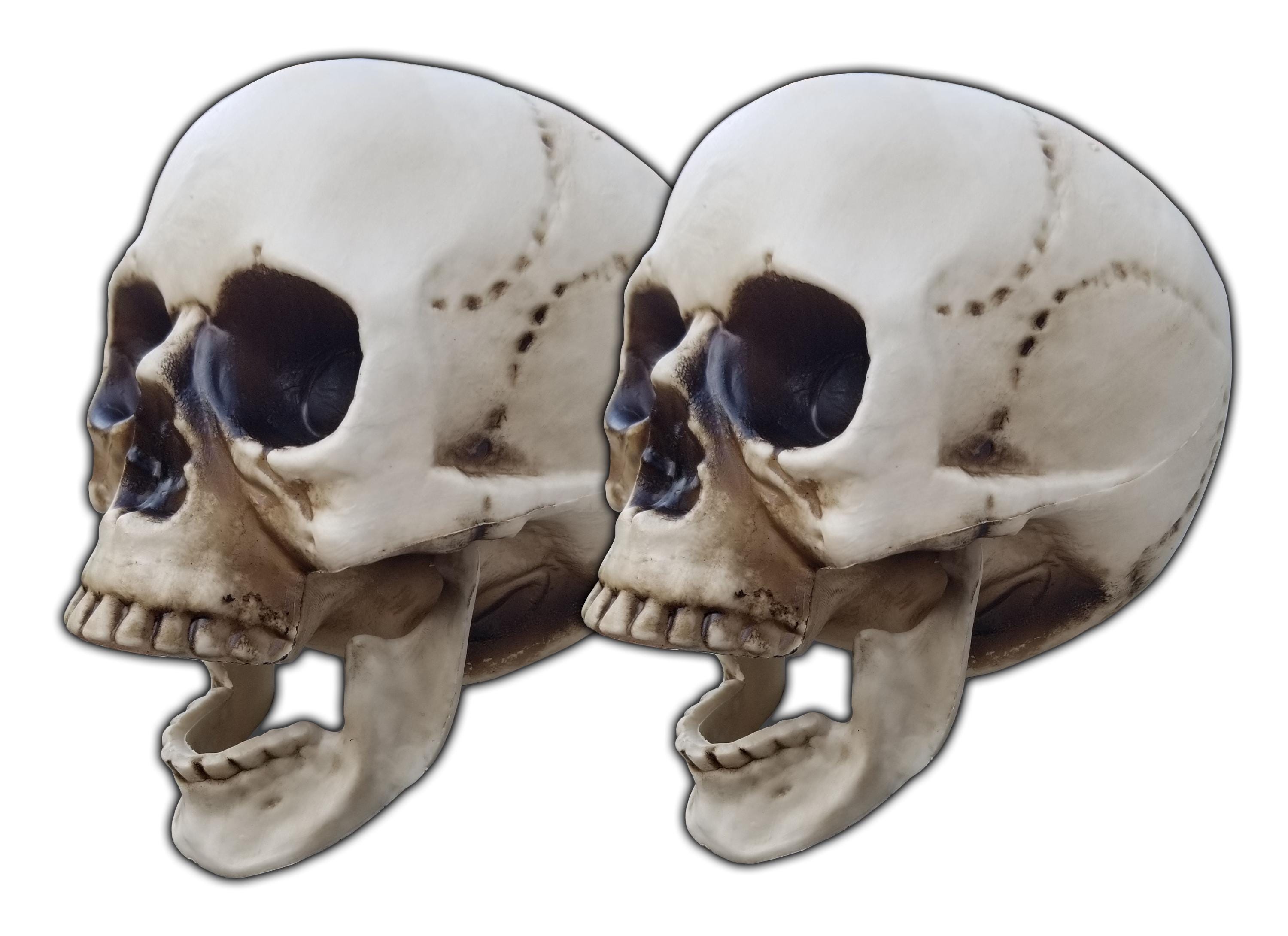 Life Size Skull (2Pack) With Movable Jaw, Halloween, Party and Gothic Decor