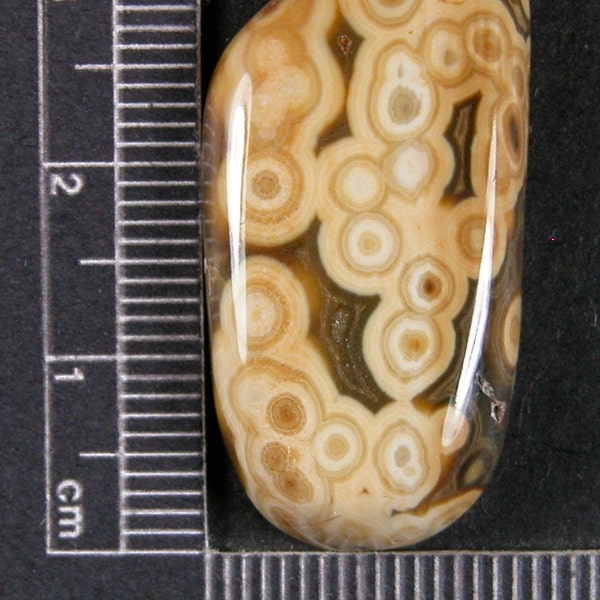 Ocean Jasper Kabamby Cabochon Hand Cut JO222