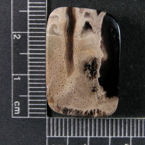 Petrified Palm Wood Cabochon Hand Cut PPW5 image 2