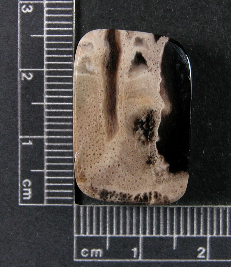 Petrified Palm Wood Cabochon Hand Cut PPW5 image 2