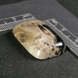 Petrified Palm Wood Cabochon Hand Cut PPW5 image 3