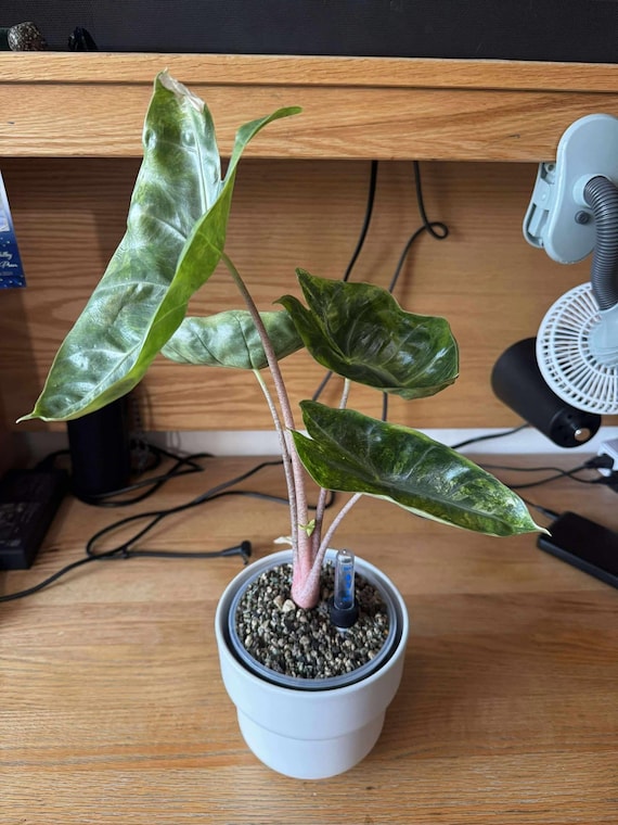 Pink Dragon Aurea Alocasia CORM | Rare Tropical Plant