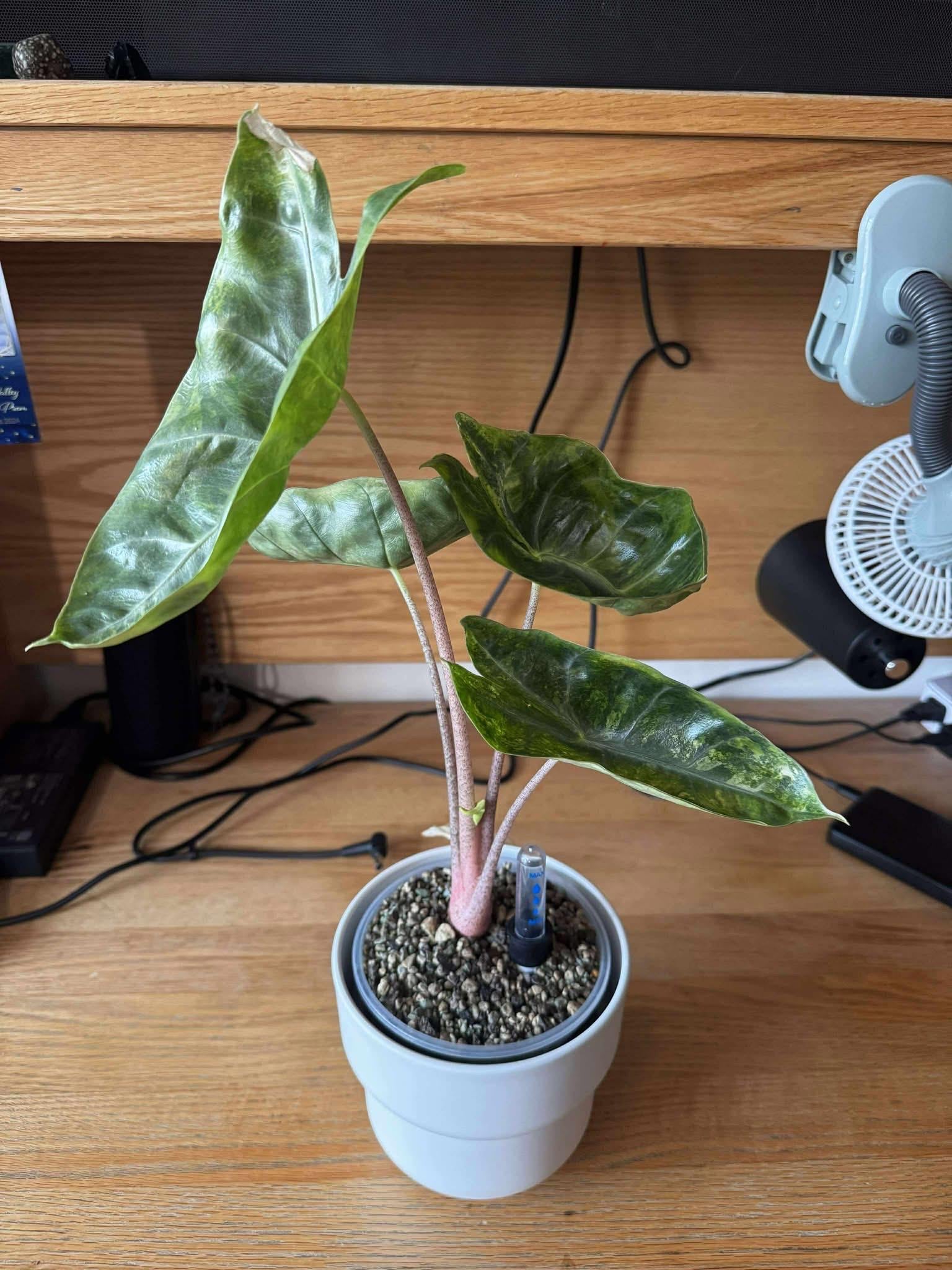 Pink Dragon Aurea Alocasia CORM | Rare Tropical Plant