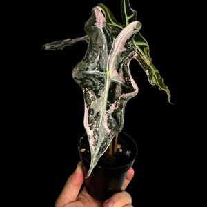 Alocasia Nobilis Pink K Corm – Rare Velvet Aroid