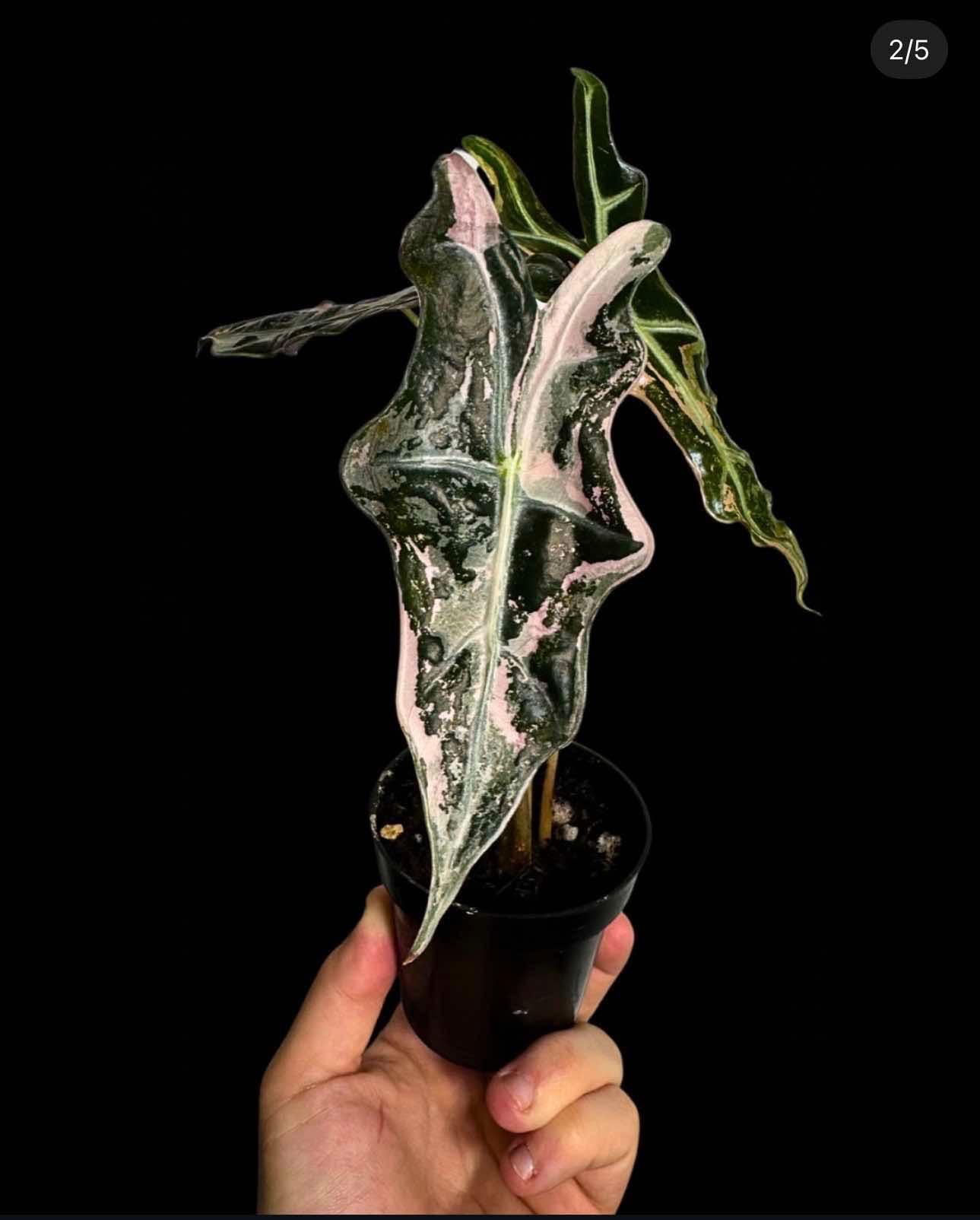 Alocasia Nobilis Pink Variegated - Etsy