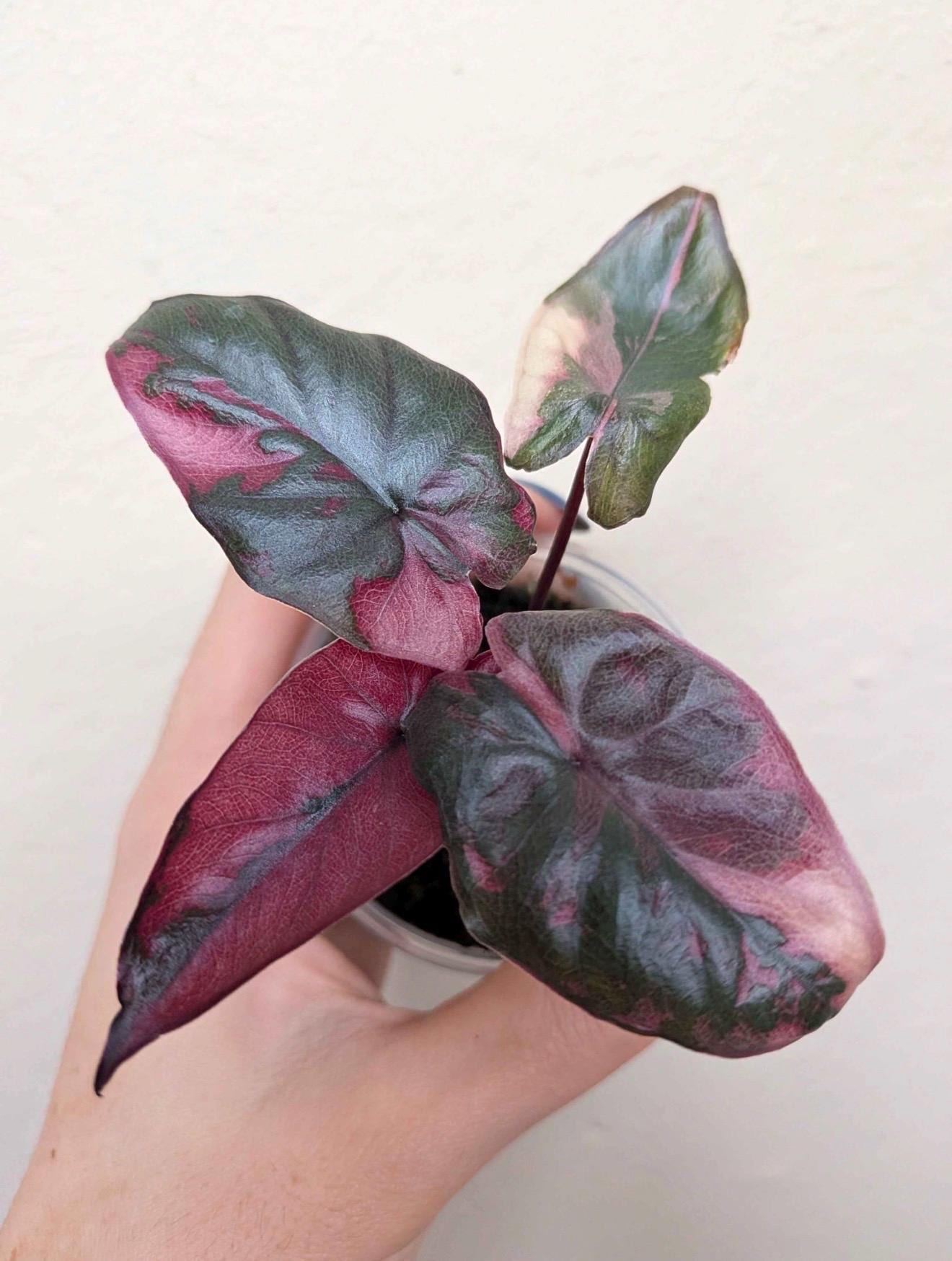 Alocasia serendipity variegated - Etsy 日本