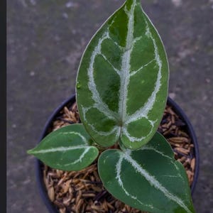 May include: A potted plant with three green leaves featuring white veining. The plant is in a black pot filled with brown mulch. The leaves have a heart shape.