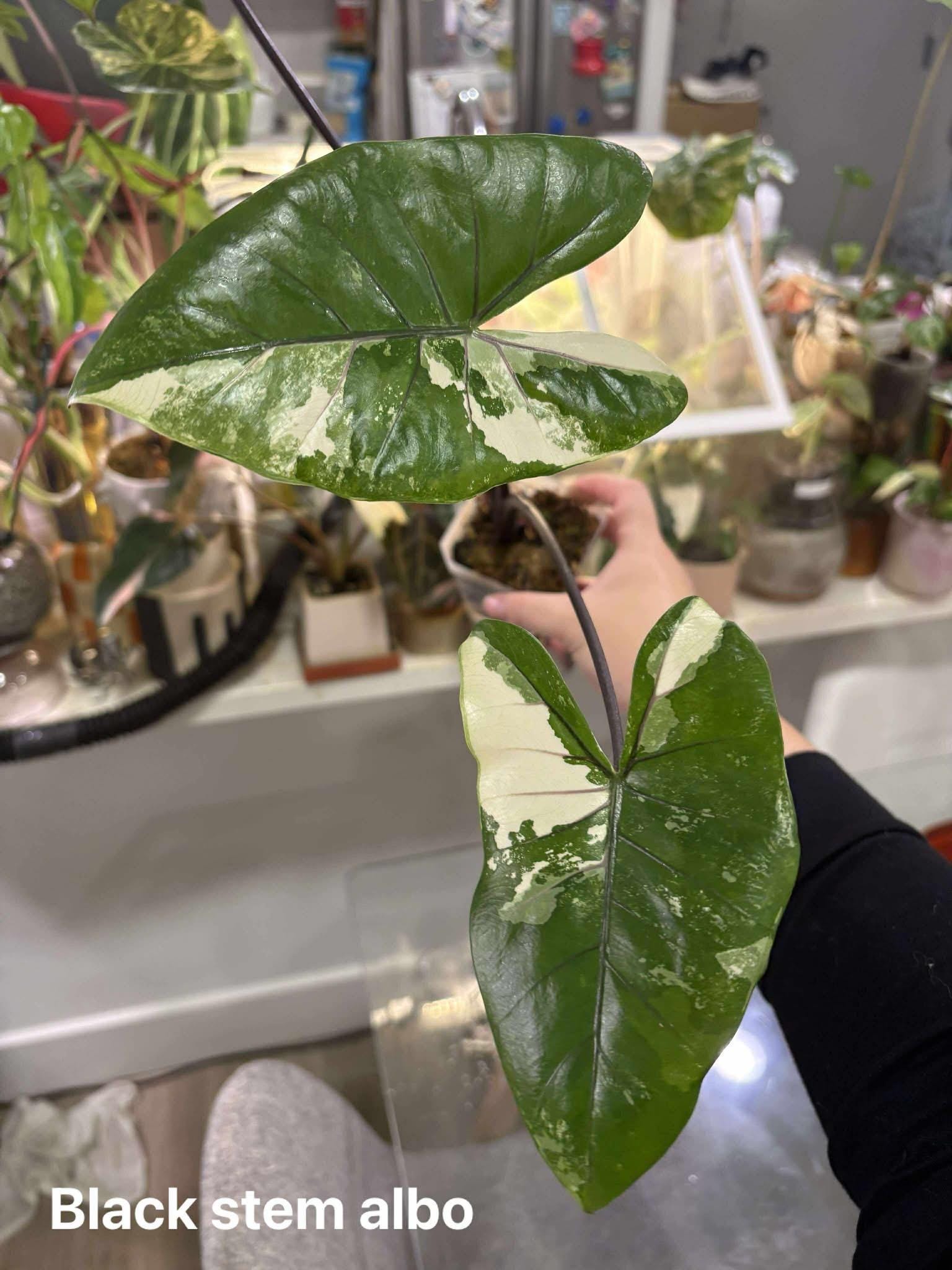 Alocasia longiloba - Etsy 日本