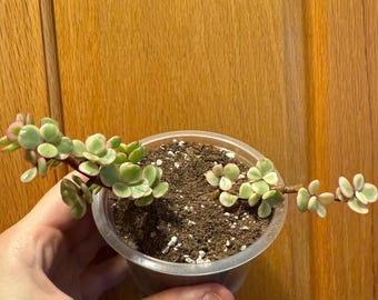 pink and green succulent Echeveria Tippy Pink for Sale: Stunning, Easy-Care Pink Succulent