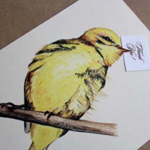 Notas de agradecimento ilustradas sobre pássaros