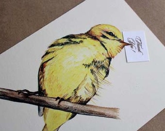 Illustrated Bird Thank You Notes