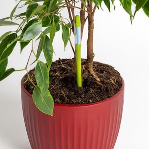 Puede incluir: Un medidor de humedad verde se inserta en la tierra de una planta en maceta con hojas verdes. La planta está en una maceta roja con nervaduras verticales.