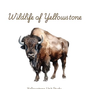 May include: Watercolor illustration of a brown bison, a large mammal native to North America, standing on a white background. The title "Wildlife of Yellowstone" is written in brown cursive above the bison. The text "Yellowstone Unit Study" and "By: Adventurekin Academy" is written below the bison.