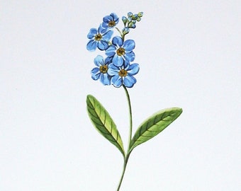 Forget Me Not original botanical illustration gardening art print spring home decor