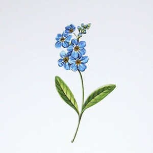 Forget Me Not original botanical illustration gardening art print spring home decor image 1