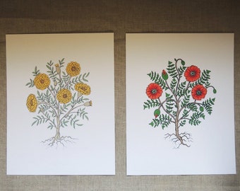 May include: Two botanical illustrations on white paper. The left illustration shows a yellow marigold plant with green leaves and a brown stem. The right illustration shows a red poppy plant with green leaves and a brown stem.