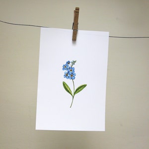 Forget Me Not original botanical illustration gardening art print spring home decor image 4