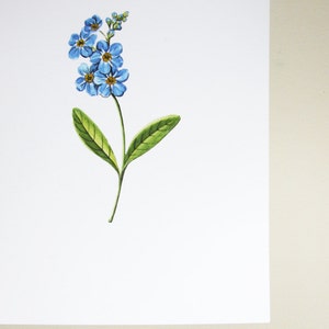 Forget Me Not original botanical illustration gardening art print spring home decor image 5