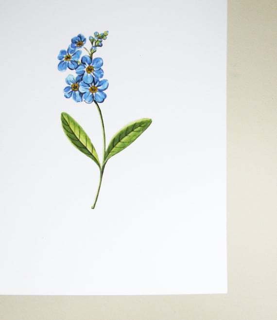 Antique Replica Forget Me Not Floral Art Print Antique Replica Forget Me Not Floral Art Print