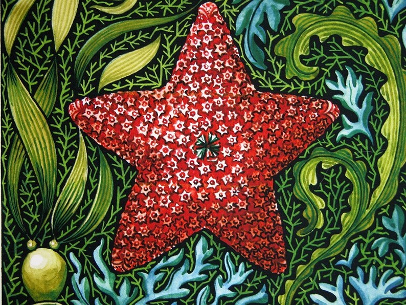 Holiday Sea Star nautical natural history original art botanical reproduction watercolor colorful digital print image 3