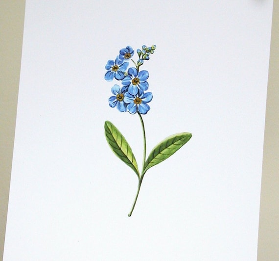 Antique Replica Forget Me Not Floral Art Print Antique Replica Forget Me Not Floral Art Print