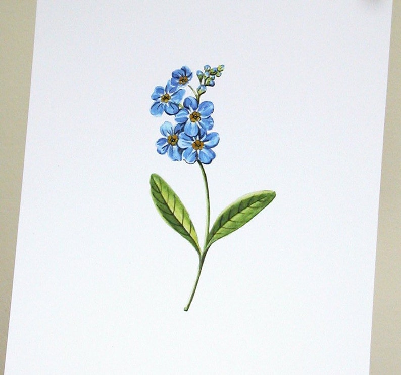 Forget Me Not original botanical illustration gardening art print spring home decor image 1