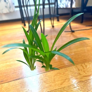 May include: Close-up of a small, green plant with long, slender leaves. The plant is on a wooden surface. The leaves are a vibrant green color, and the plant appears to be healthy and thriving. The background includes a table and a window.