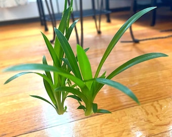 BOGO Spider Babies “Spiderettes” Varieties + potted babies