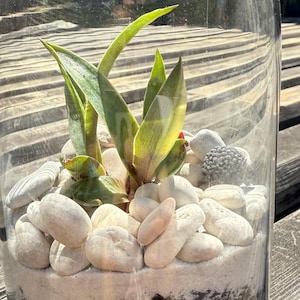 DIY Succulent Terrarium Kit: Glass Jar with Cork Top, Moss & Decor