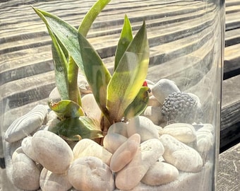 DIY Succulent Terrarium Kit: Glass Jar with Cork Top, Moss & Decor