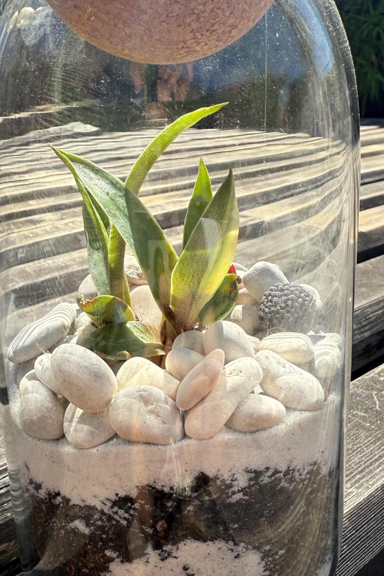 22 Creative Cork Crafts for Kids: Perfect For All Ages 12 DIY Succulent Terrarium Kit: Glass Jar with Cork Top, Moss & Decor