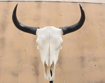 Real Steer Skull | Cow Skulls | Real steer skull with horns | Home decor | Real Longhorn Cow Skull With Horns | Western Decor | Cowboy gift