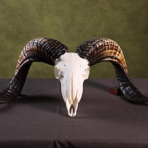 May include: A bleached white ram skull featuring large, curved, dark brown and black textured horns. The skull is positioned symmetrically, showcasing the detailed bone structure of the cranium and the prominent, spiralling horn growth patterns.