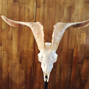Ram Skull With Horns | Huge Ram Skull | Real Animal Skull | Wall decoration | Home Decor | Real skull of a ram with horns | Goat Skull
