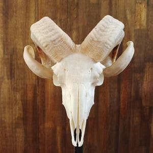 Ram Skull With Horns | Huge Ram Skull | Real Animal Skull | Wall decoration | Home Decor | Real skull of a ram with horns | Goat Skull