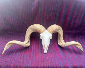 Enorme cráneo de carnero taxidermia de oveja con astas de cuernos para cuevas de hombres | Cabeza de cráneo de carnero real con grandes cuernos. ENVÍO GRATIS.