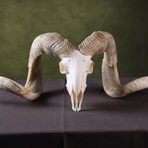 巨大な雄羊の頭蓋骨剥製、羊の角、男の隠れ家｜大きな角を持つ本物の雄羊の頭蓋骨、送料無料
