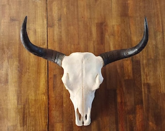 Real Steer Skull | Cow Skulls | Real steer skull with horns | Home decor | Real Longhorn Cow Skull With Horns | Western Decor | Cowboy gift